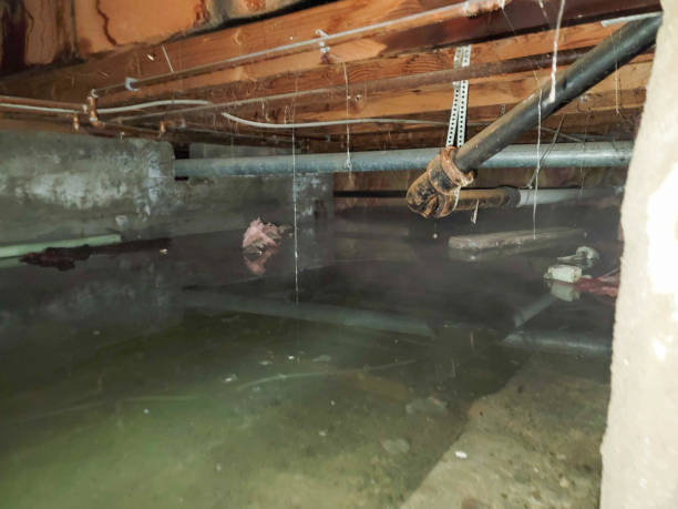 Best Professional water damage repair  in Prince George, VA